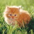 :iconloveclassic: