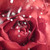 :iconlovecrescendo: