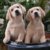 :iconloved-lover-loving: