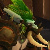 :iconlovedamonkey: