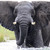:iconloveforspecies12345:
