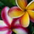 :iconlovefrangipani:
