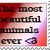 lovehorses2plz :iconlovehorses2plz: