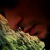 :iconloveisnothng: