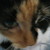 :iconloveisntlost: