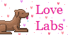 :iconlovelabradorsfanclub: