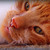 :iconlovelavon: