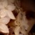 :iconlovely-little-sister: