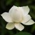 :iconlovely-lotus: