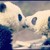 :iconlovelydearyyou: