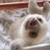 :iconlovelyfraise: