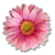 :iconlovelypinkdaisy: