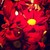 :iconlovemusical601: