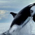 loveorcas1 :iconloveorcas1:
