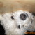 :iconloveprincessdestiny: