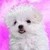 :iconlovepuppy8078: