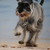 :iconloveschnauzer: