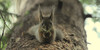 :iconlovesquirrels: