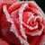 :iconloveuumbreon: