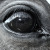 :iconlovewildhorses: