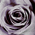 :iconloveydoveykisskiss: