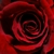 lovliksmroses :iconlovliksmroses: