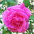 :iconlowriannphotography: