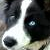 :iconloyaldog: