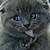 :iconloyaltyps: