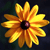 :iconlpcarrier: