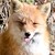 :iconlpsangel01: