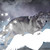 :iconlpswildwolf123: