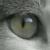:iconls0901: