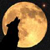 :iconLt-Wolf: