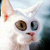 :iconluc-helie: