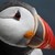 :iconlucariosaura23: