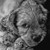 :iconlucas-21: