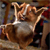 Lucas-Coito :iconlucas-coito: