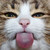 :iconlucero15: