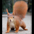 :iconluchskatze: