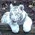 :iconlucidbear: