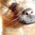 :iconlucinotturne: