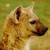 :iconlucky-the-blackcat: