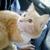 :iconlucky34: