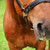 :iconluckydesigns: