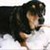 :iconluckydogblue: