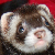 :iconluckydraik: