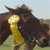 :iconluckyhorsefeathers: