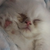 :iconluckylibby7: