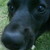 :iconluckyriver: